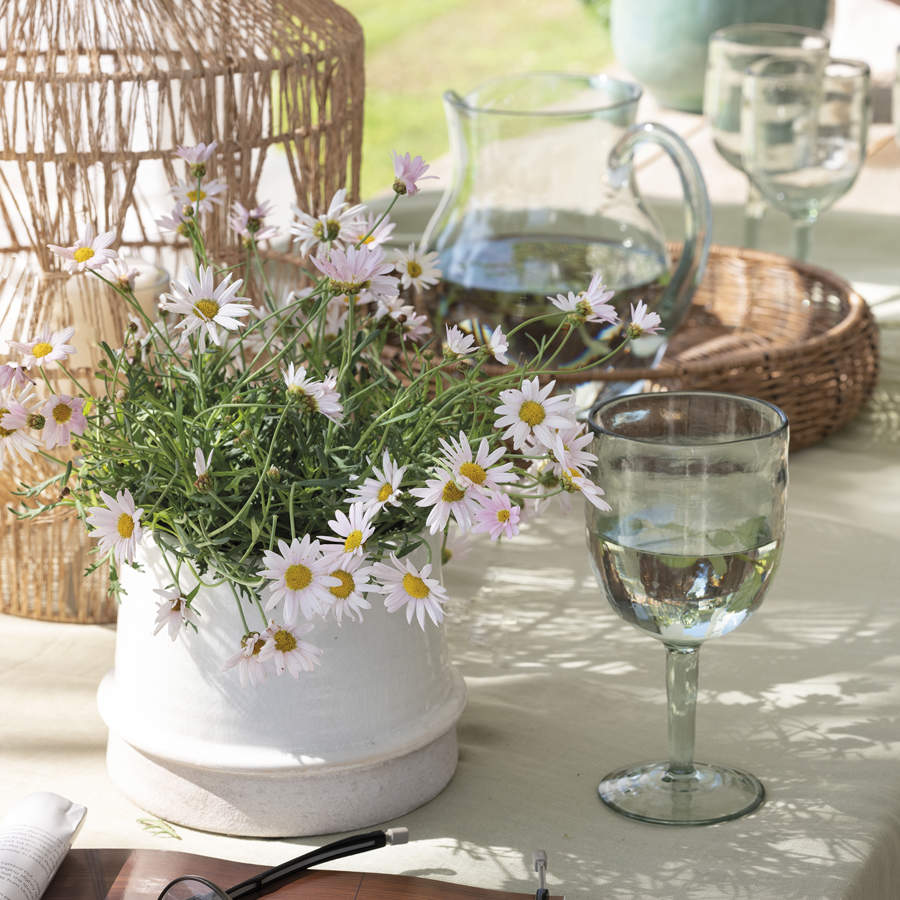 Con estas plantas con flor, podrás tener tu hogar decorado con bonitas flores por poco esfuerzo