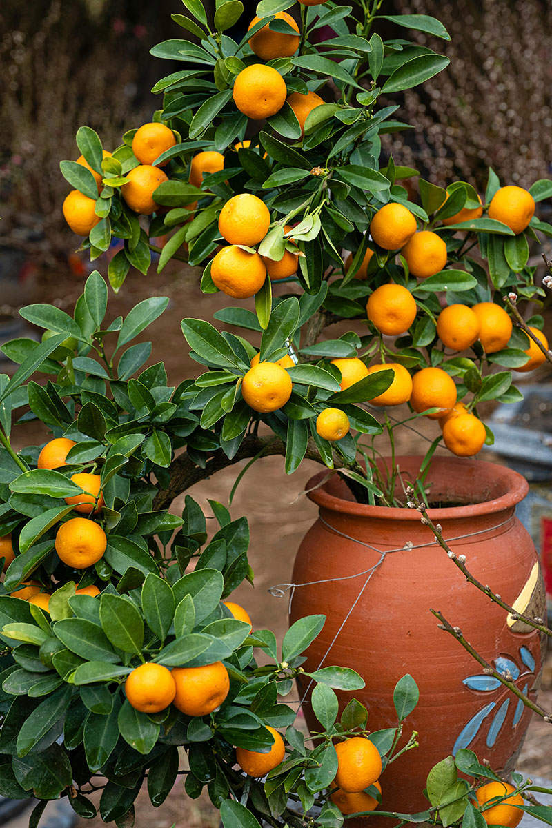 plantas patio Árbol frutal en maceta