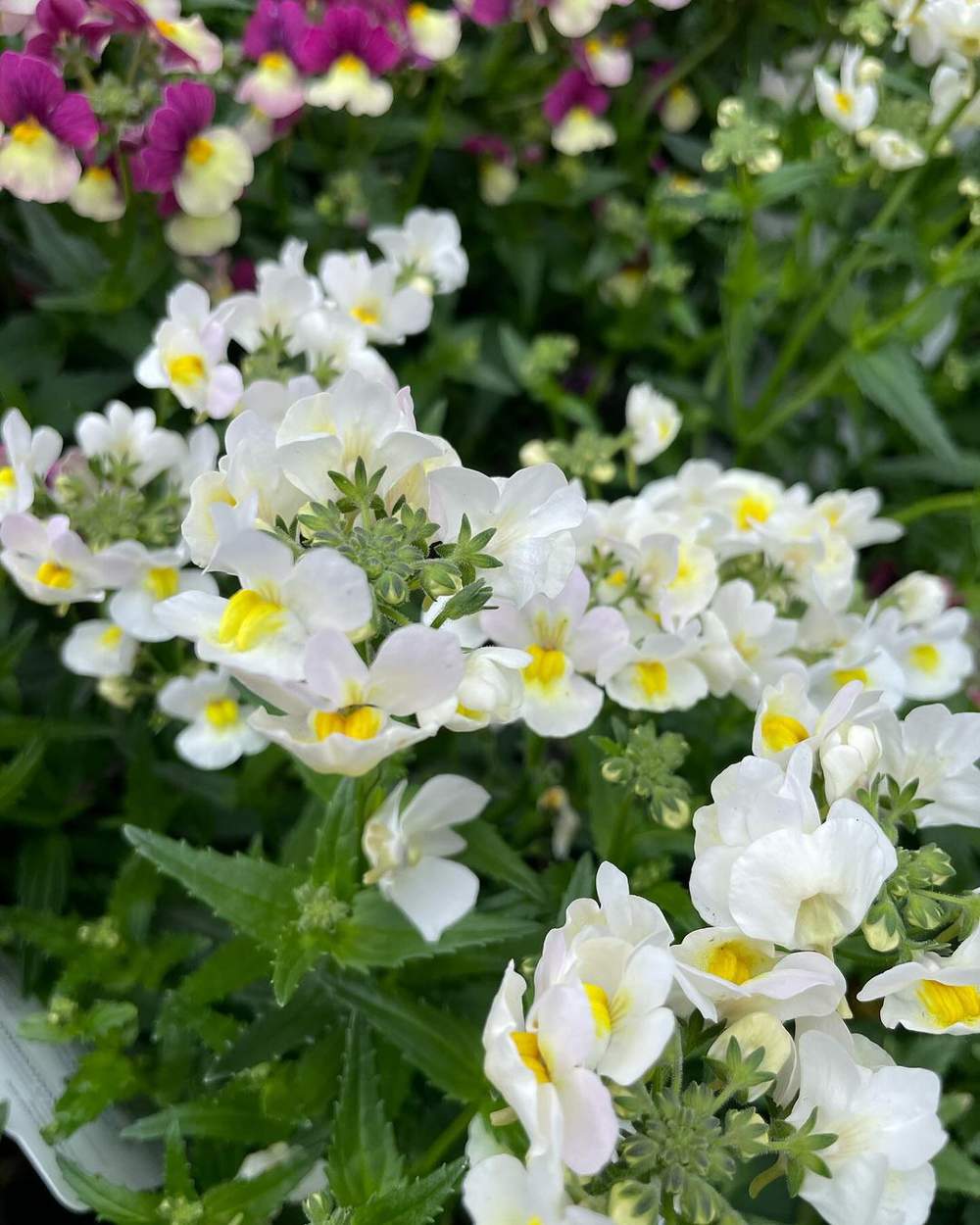 Nemesia