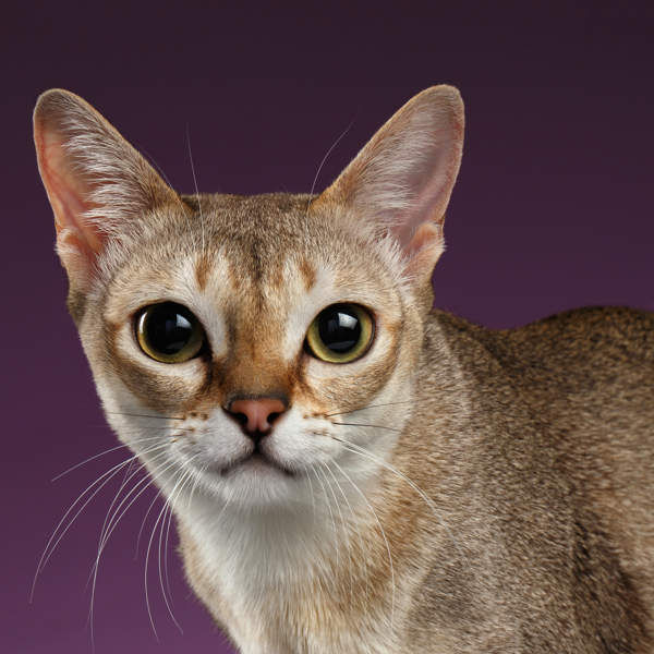 El gato pequeño, esbelto, con pelo corto y sedoso que conquista con su grandes ojos