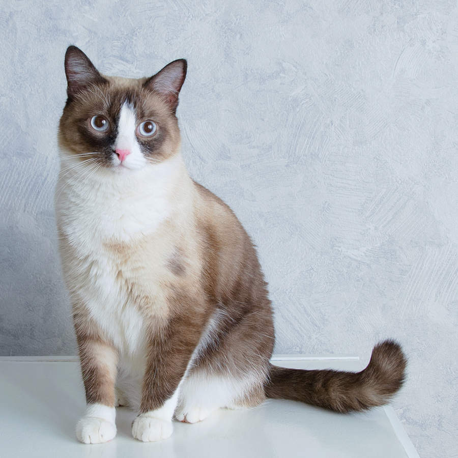 Gato snowshoe