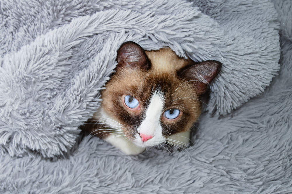 Gato snowshoe