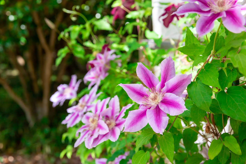 clematis flores planta rosa