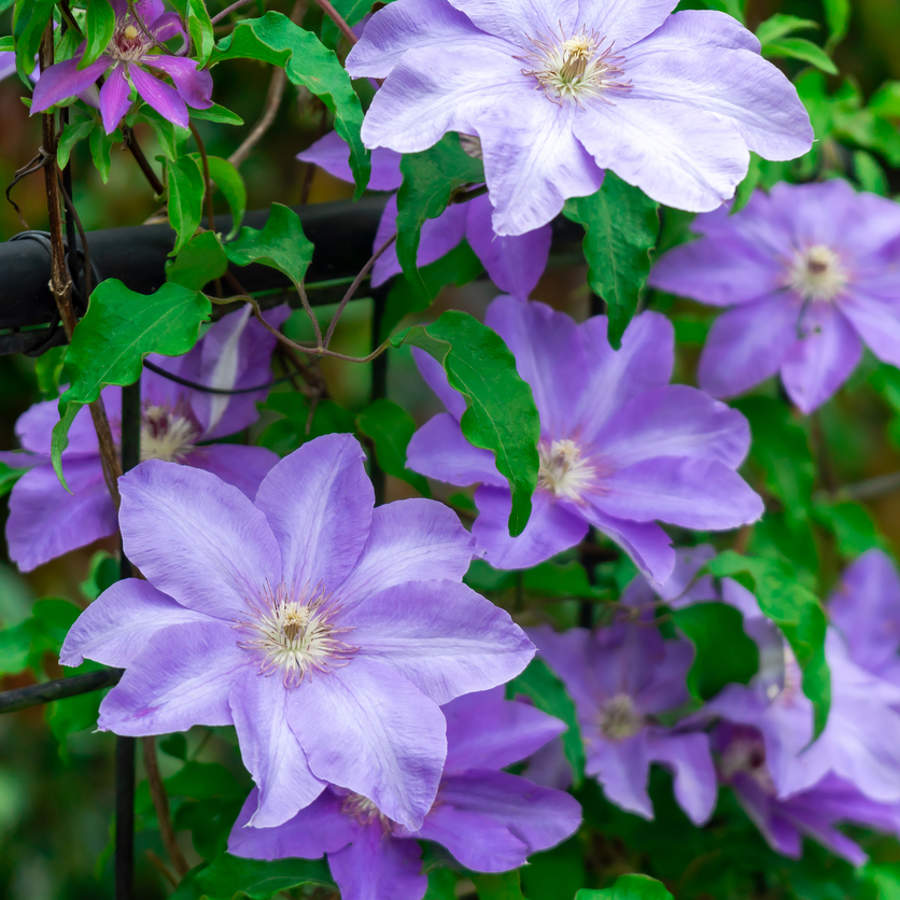 clematis flores violeta