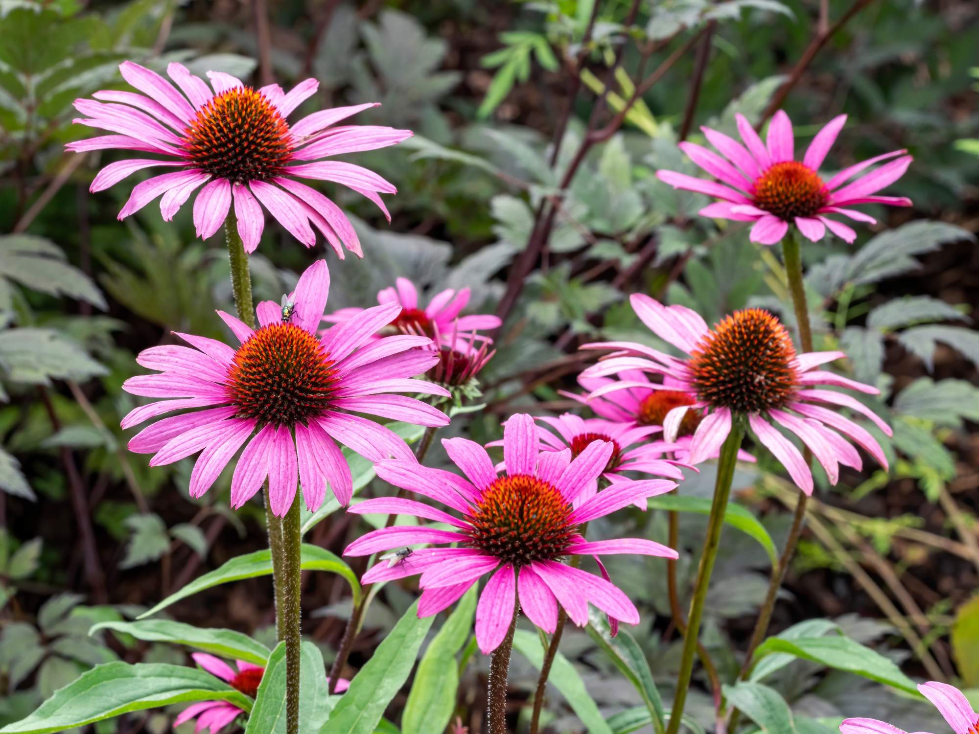 Echinacea purpurea