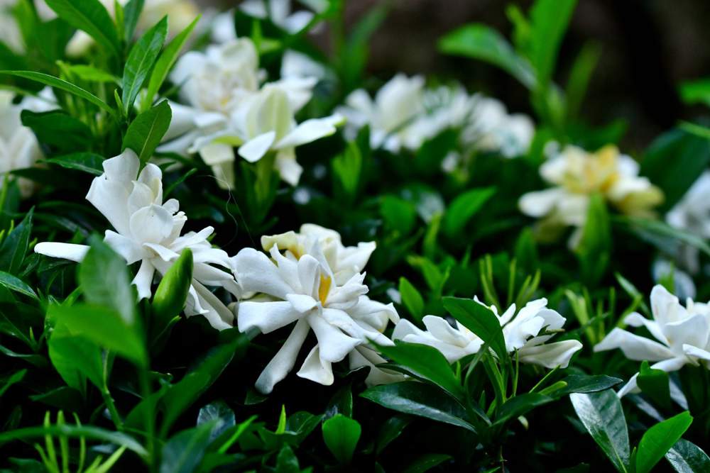 Gardenia 