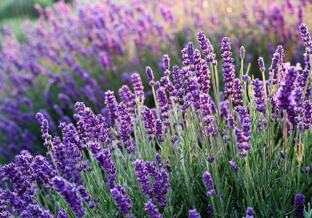 Lavanda