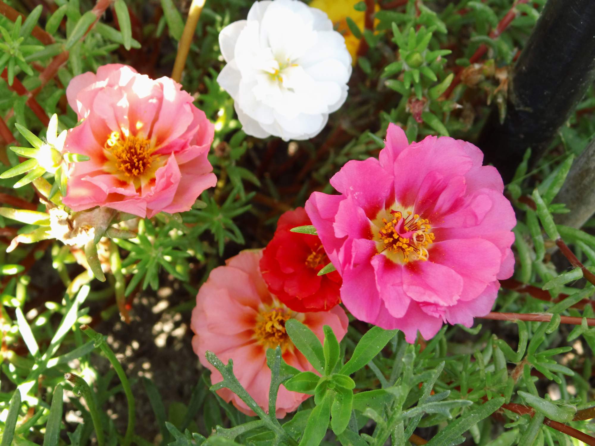 Portulaca grandiflora