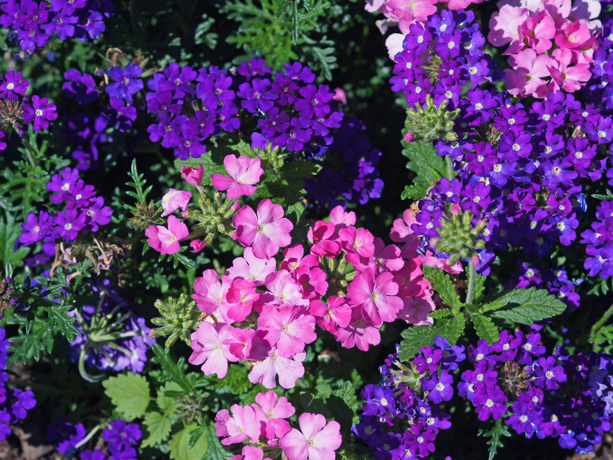 Verbena