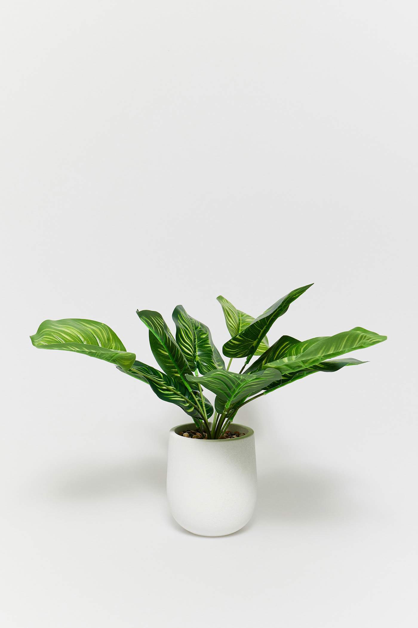 Planta calathea