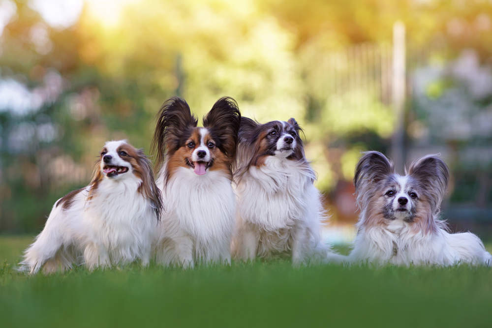 Grupo de perros de la raza spaniel continental enano