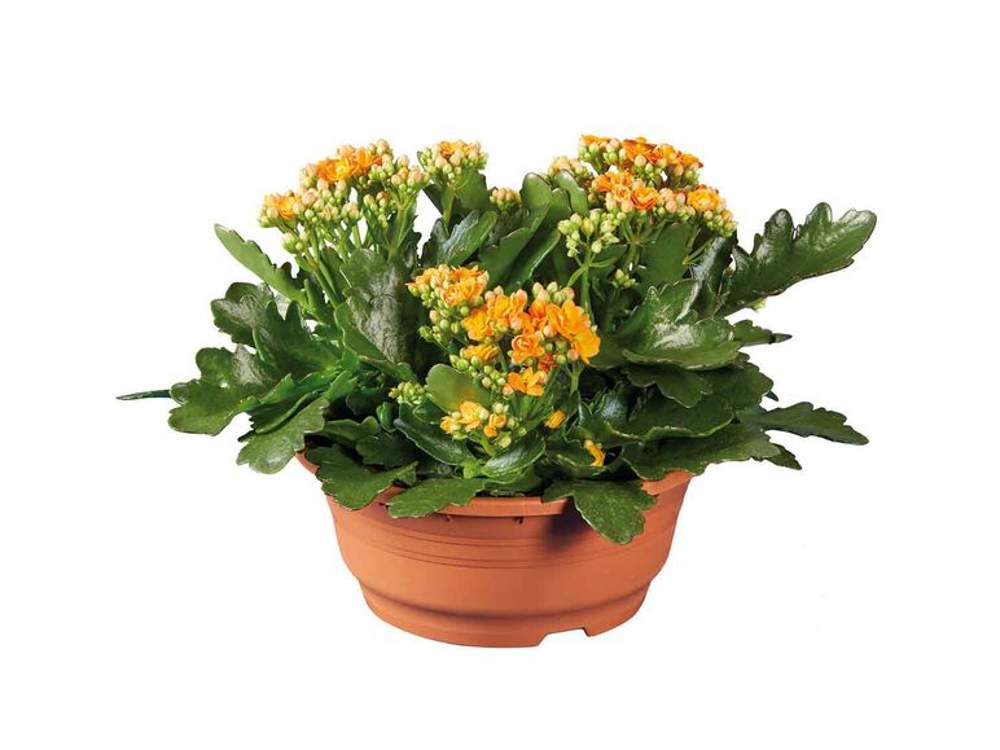 Kalanchoe LIDL 