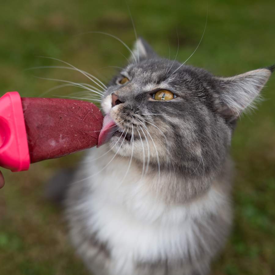 No todos los ingredientes de los helados de consumo humano son aptos para gatos. Por eso, es mejor que se los prepares caseros.