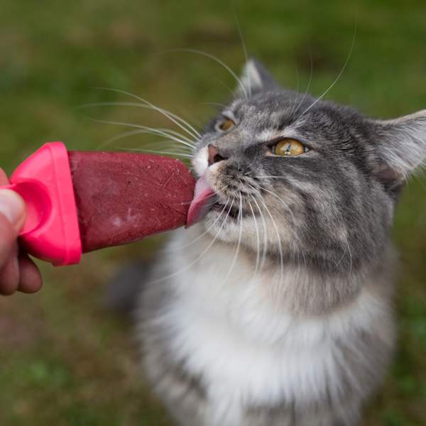 3 recetas sencillas de helados para gatos para que tu minino lleve mejor las altas temperaturas