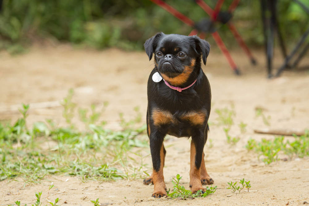 Retrato de un perro de Petit Brabançon