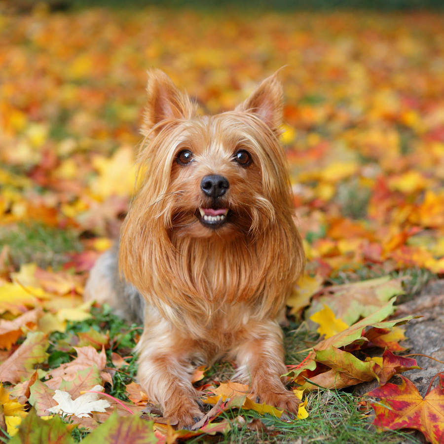 Silky terrier australiano