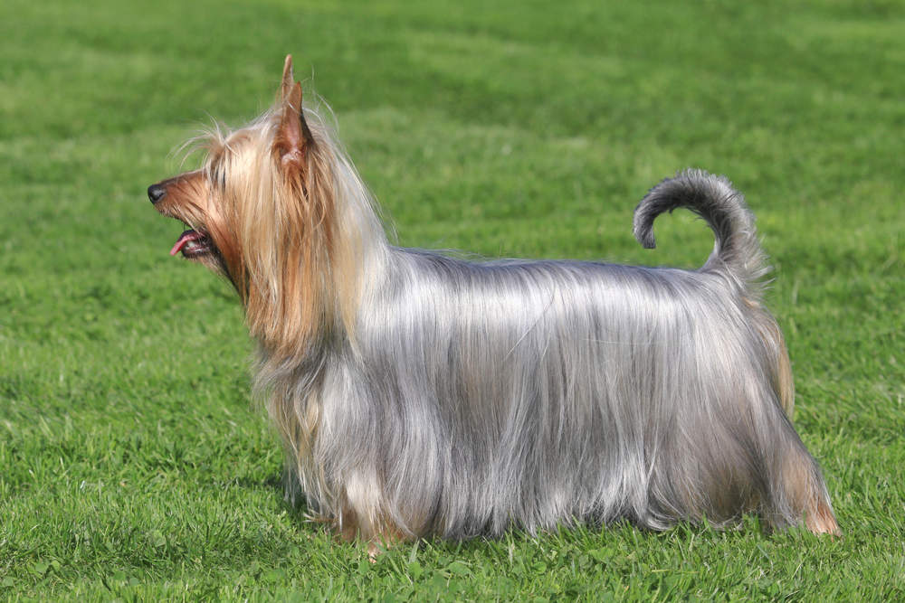 Silky terrier australiano