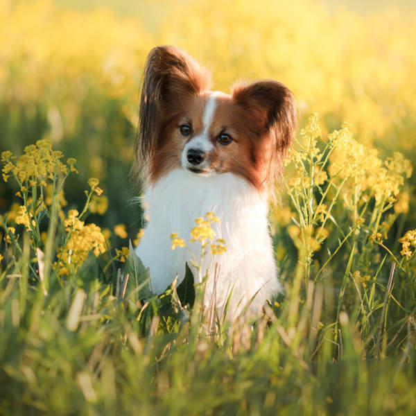 Spaniel continental enano