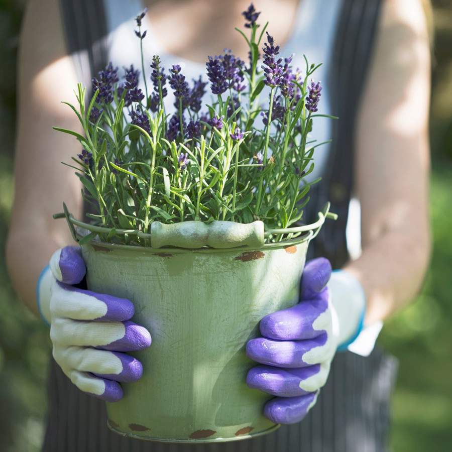 ¿Tu lavanda se está secando? Revívela con este truco de jardinería