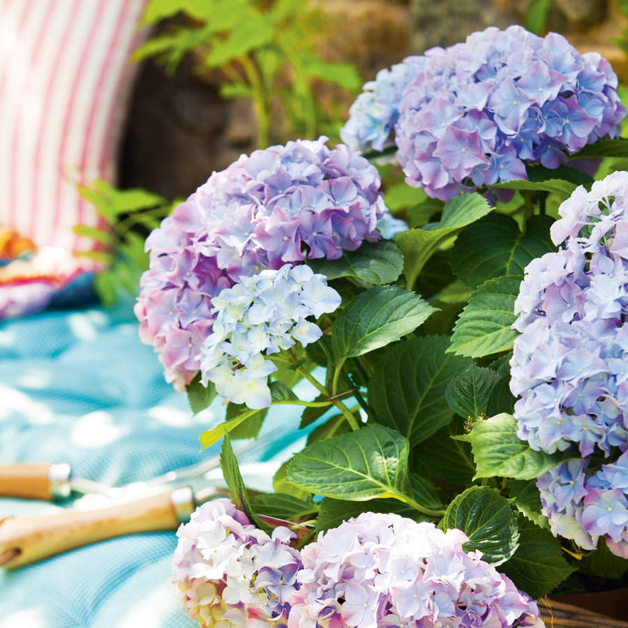 ¿Quieres que tus hortensias estallen en flores? Este abono casero y natural es todo lo que necesitas