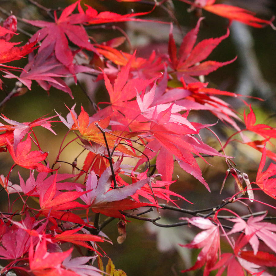 arce japones hojas rojas