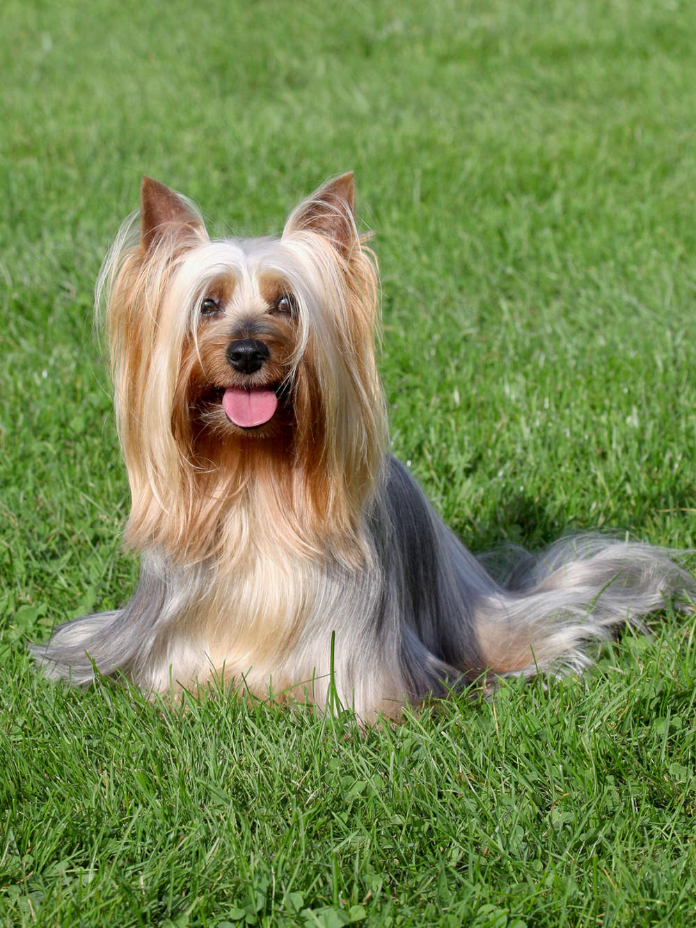 silky terrier australiano