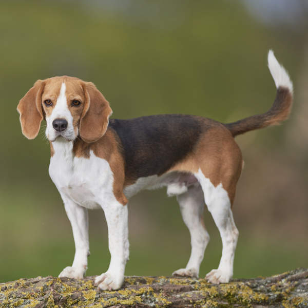 Las 5 razas de perros más desobedientes: no te dejes engañar por su aspecto dócil (aunque pueden mejorar)