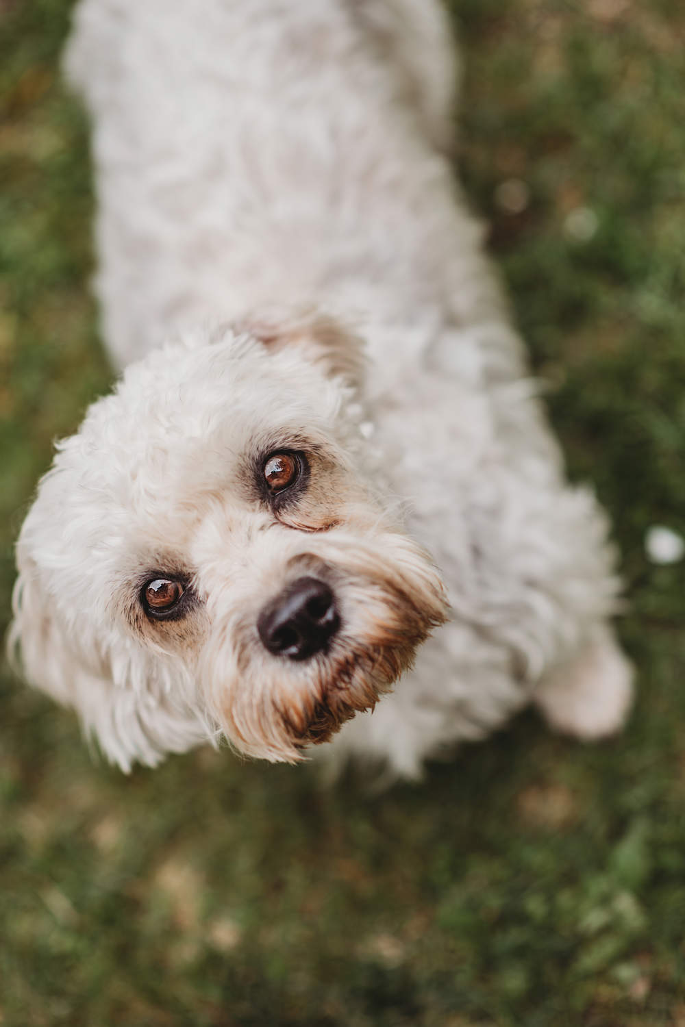 Dandie dinmont terrier