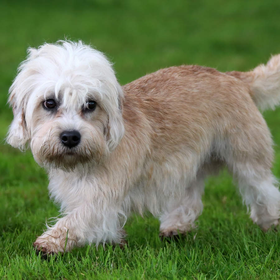 Dandie dinmont terrier