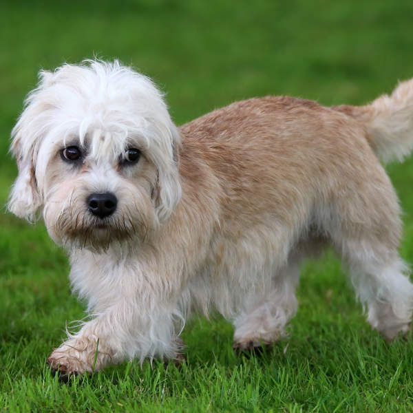 Dandie dinmont terrier