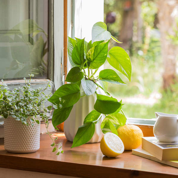 El truco de jardinería facilísimo para mantener tu planta potus bonita y sana