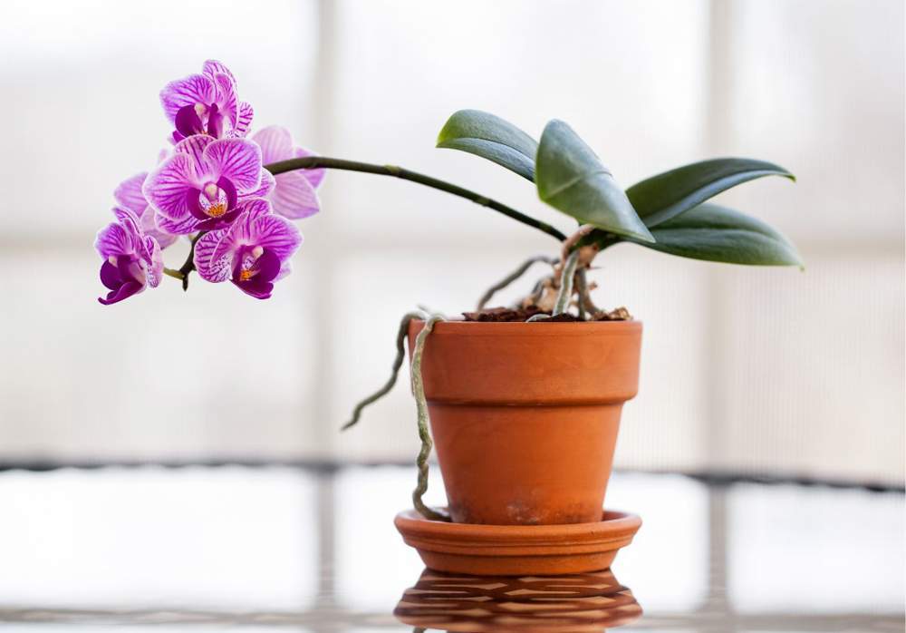 Orquídea rosa