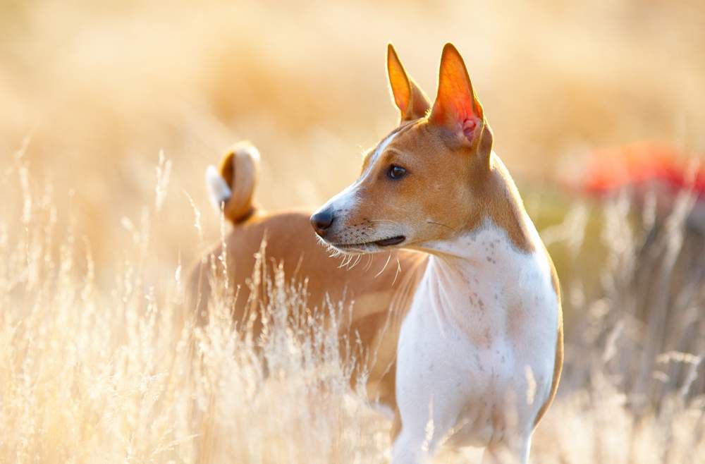 Perro de raza basenji