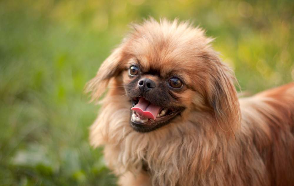 Perro pekinés