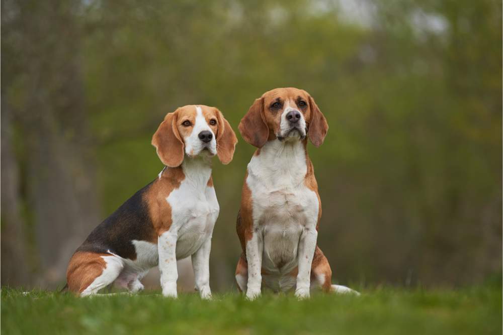 Perros de raza Beagle.