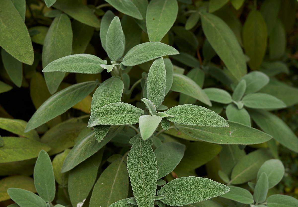 Hojas de salvia