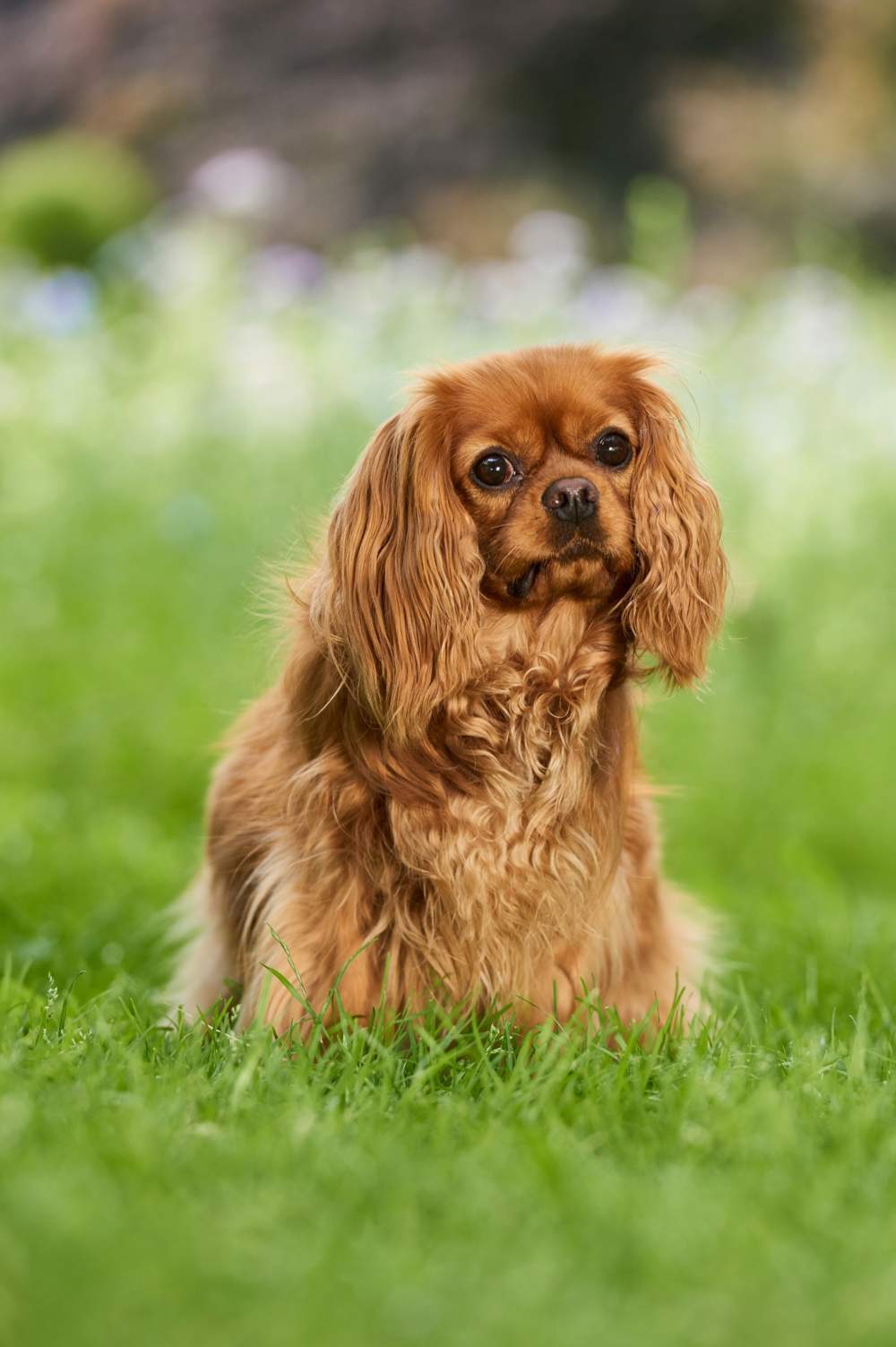 Cavalier king charles spaniel