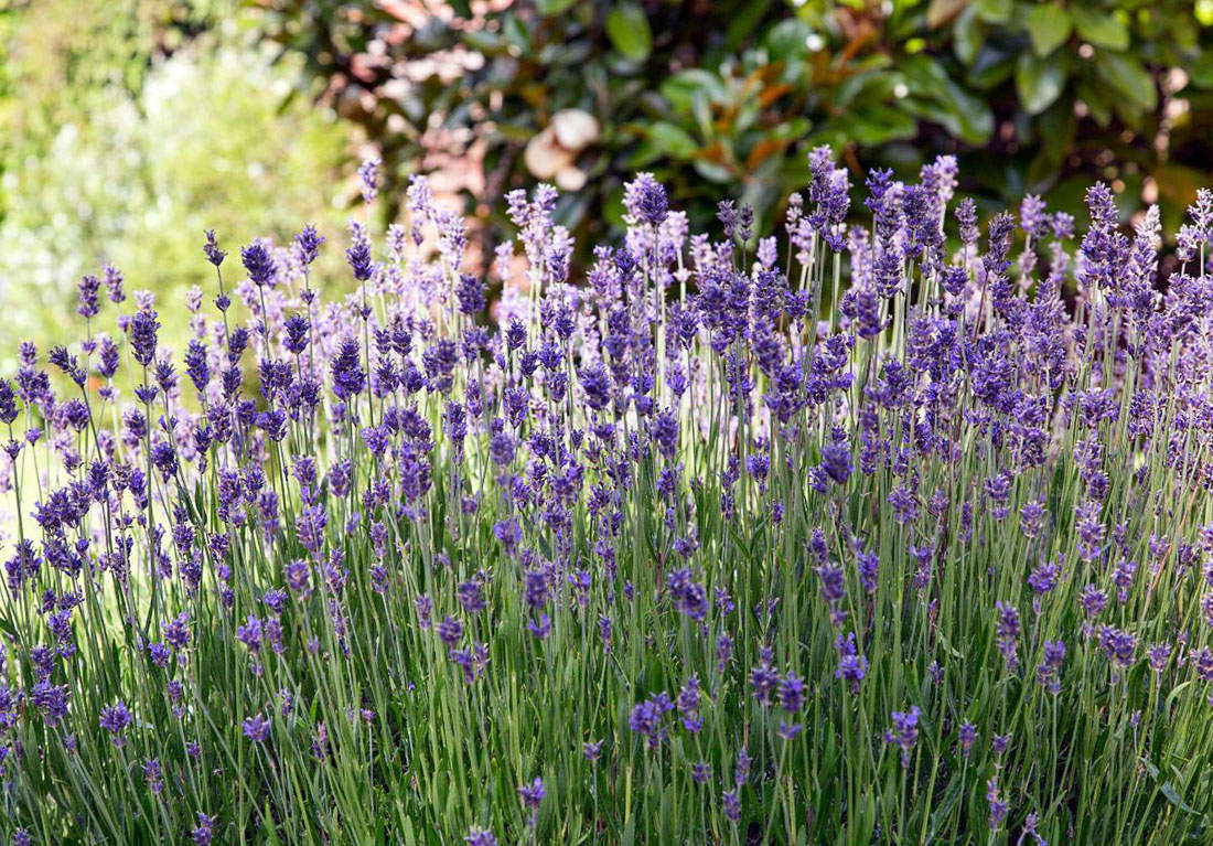 Lavanda