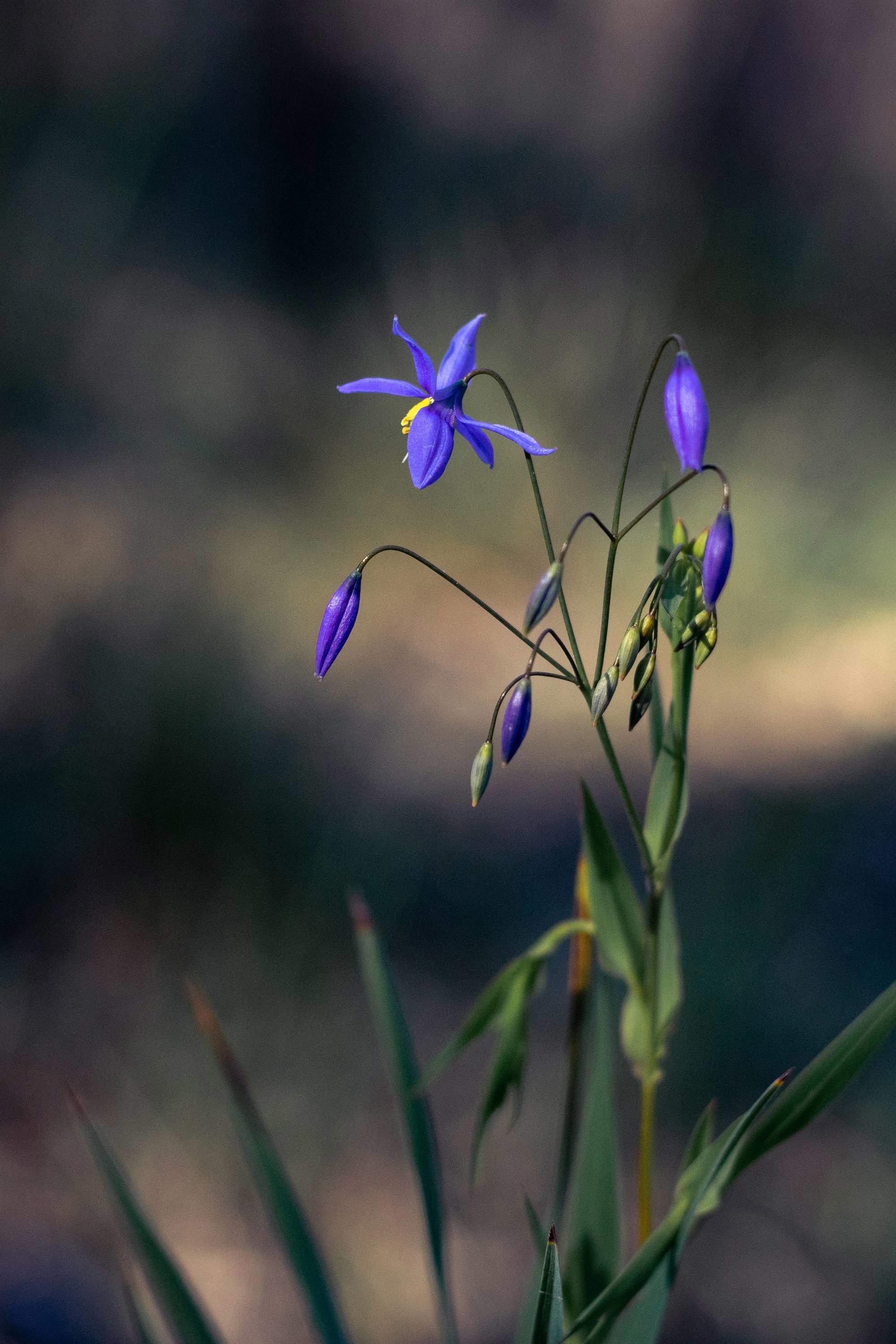 Lirio azul 