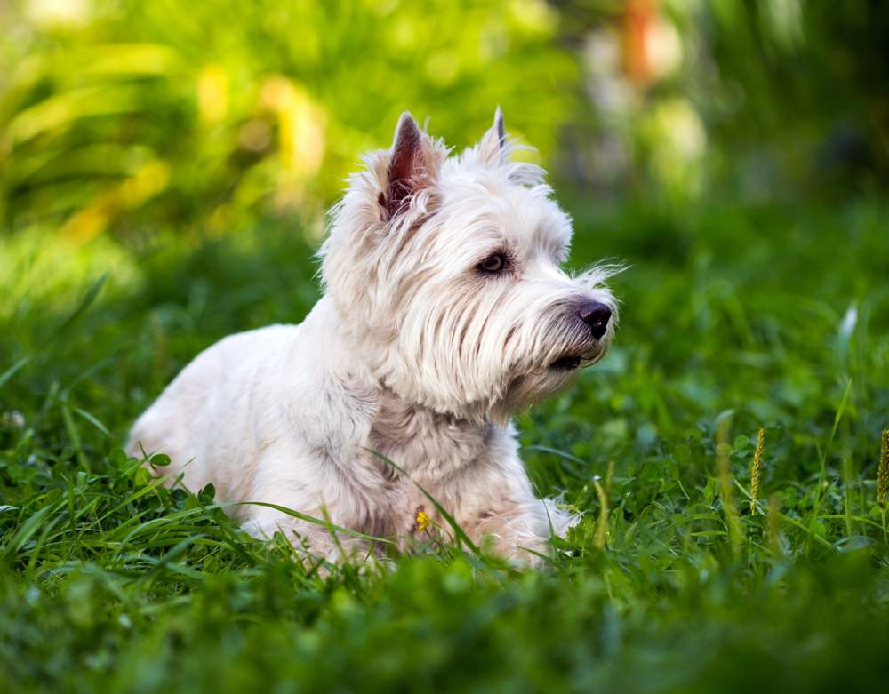 West highland white terrier