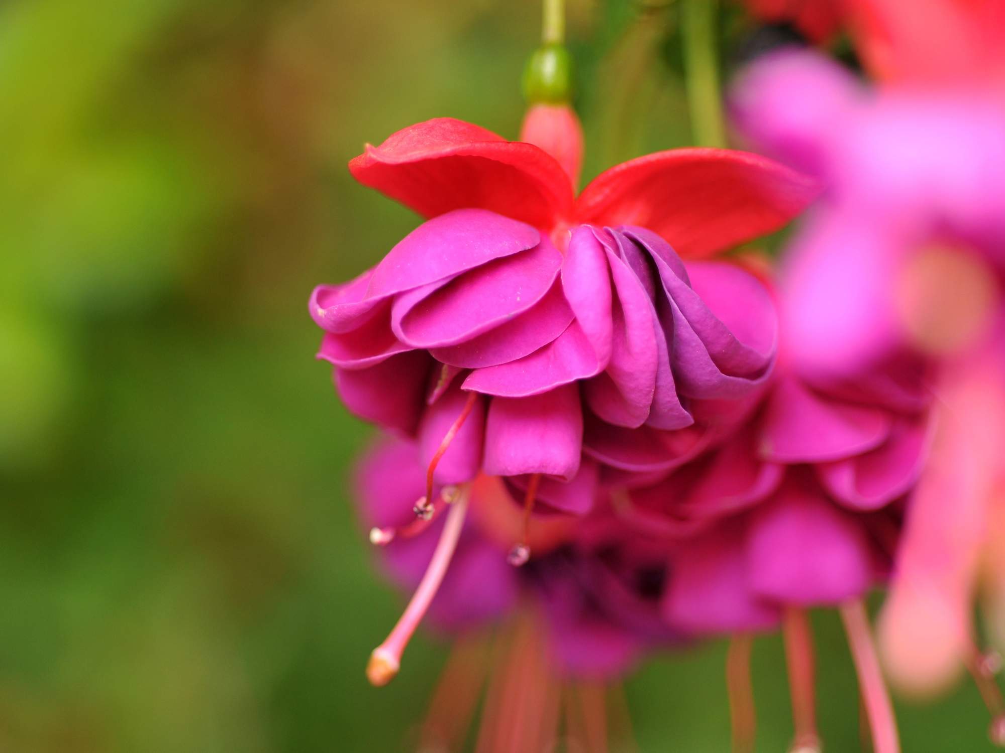 Fucsias