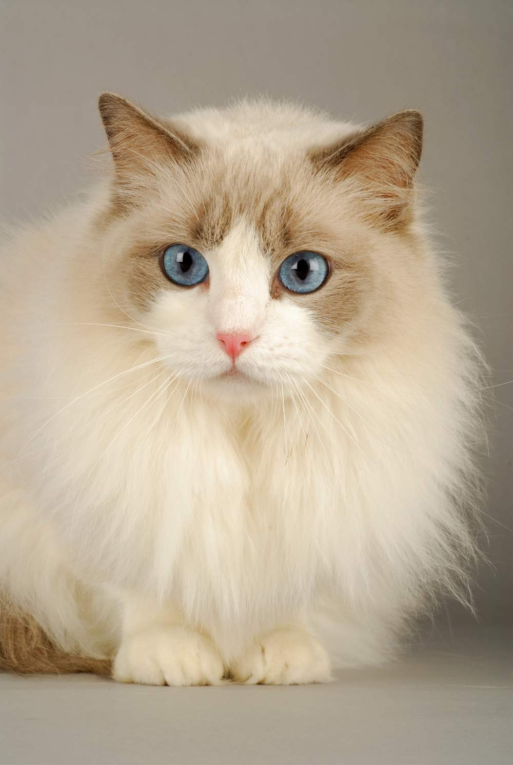 Gato de raza ragdoll.