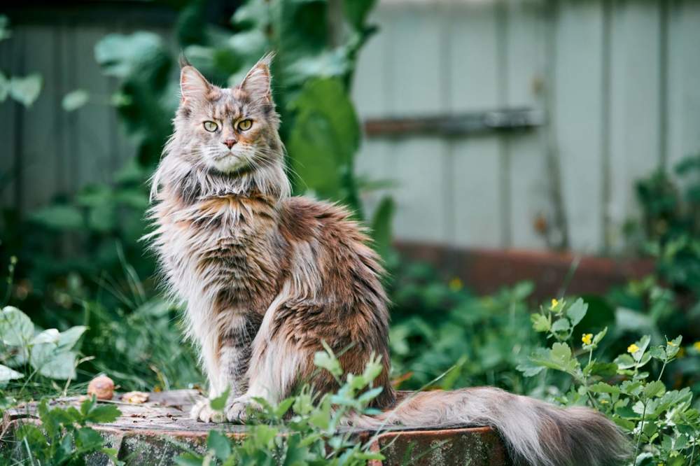 Maine coon