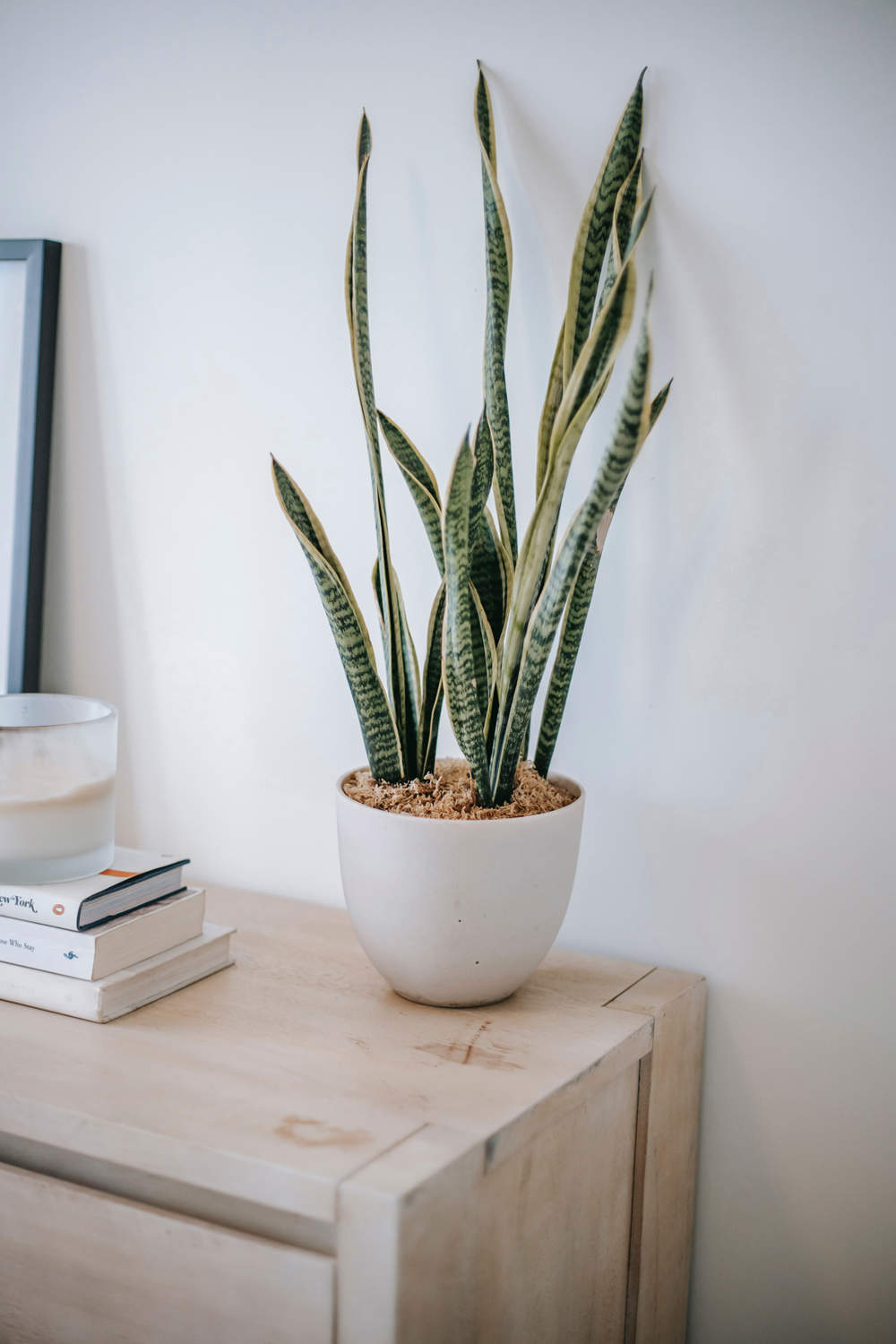 sansevieria feng shui planta