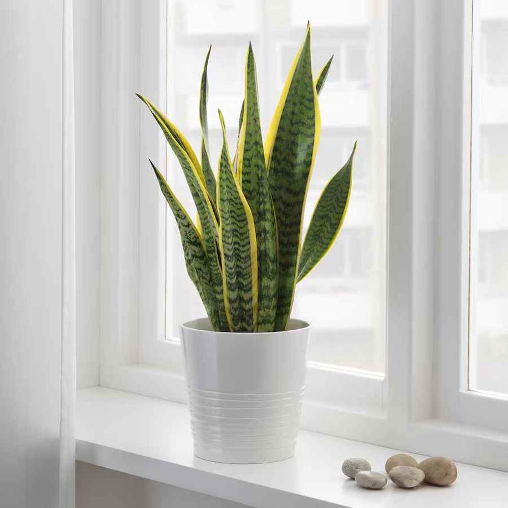 Sansevieria una planta todoterreno