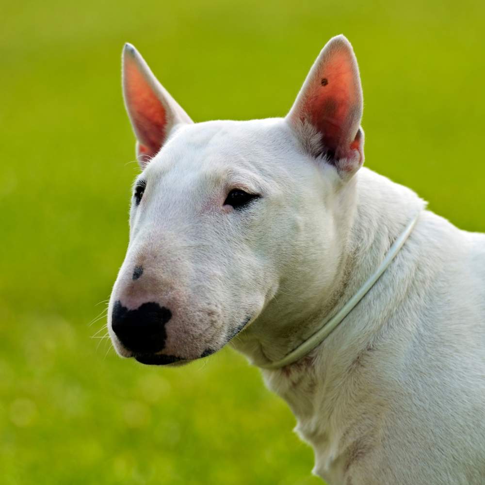 Bull terrier