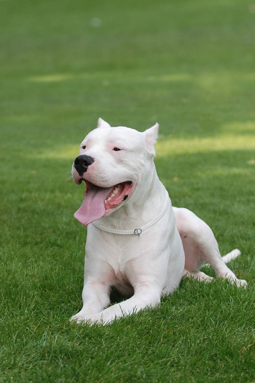 Dogo argentino