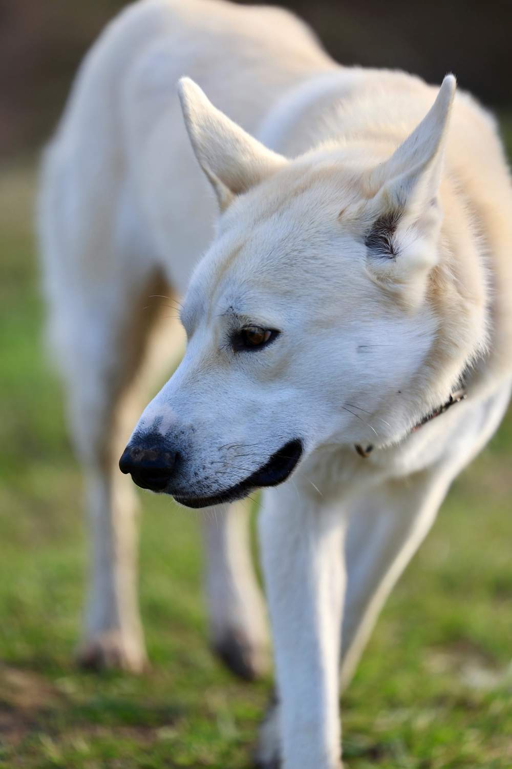 Perro de canaán