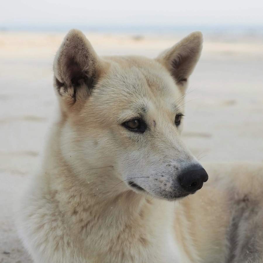 Perro de canaán