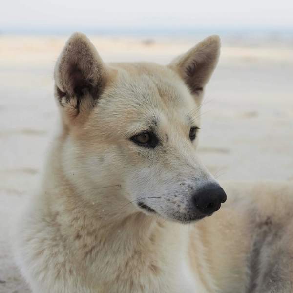 Perro de canaán: descubre su carácter vigilante y cómo cuidarlo